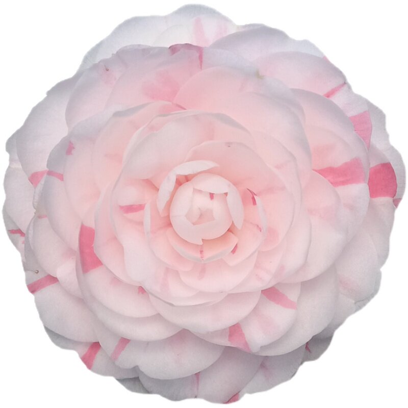十八学士茶花多色系正宗经典花卉