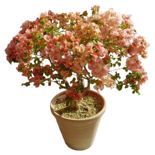 三角梅盆栽带花老桩室内花卉绿植阳台庭院四季开花好养