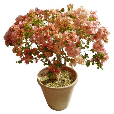 【带花发货】特级三角梅不活包赔