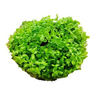 无菌杯爬地矮珍珠趴地迷你水草植物鱼缸造景真水草懒人阴性前景草
