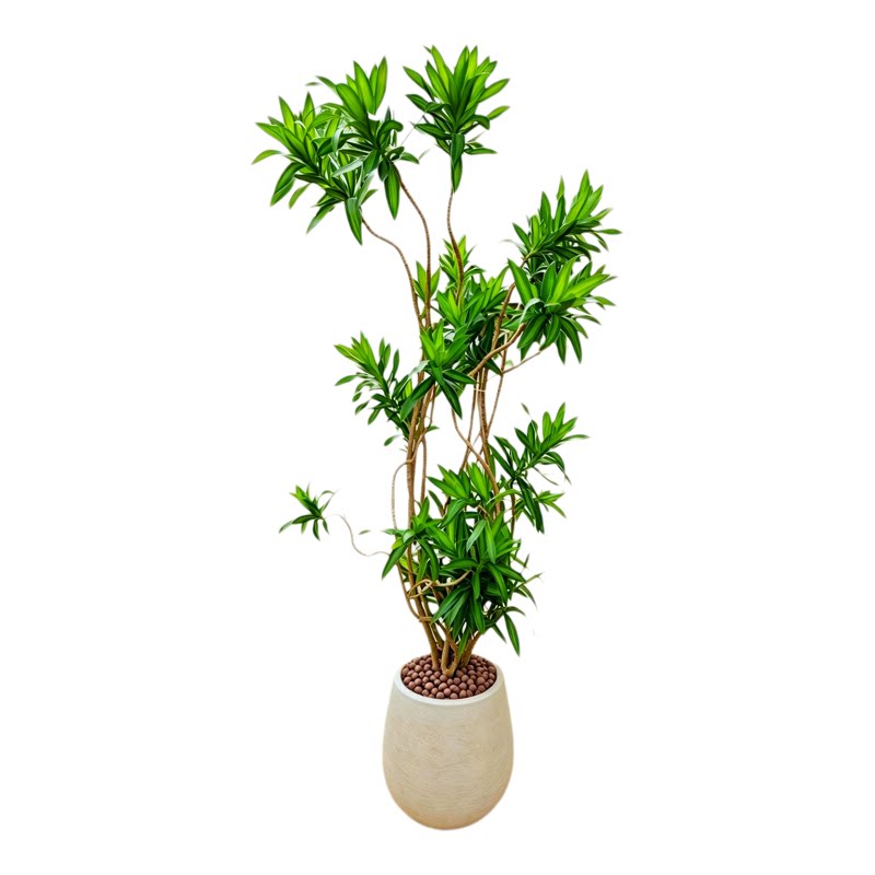 百合竹室内大型落地绿植好养盆栽