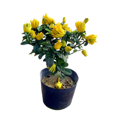 金佛手盆栽带果发货年宵果树