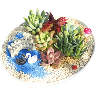 多肉植物组合盆栽套餐多肉DIY微景观防辐射含盆含土室内绿植包邮