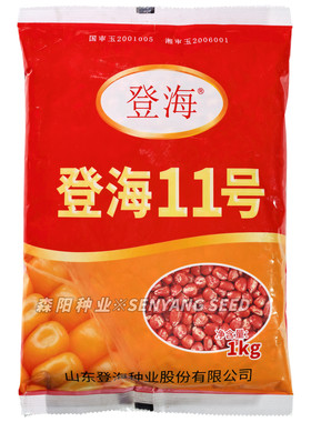 登海11号玉米种国审大田玉饲料米