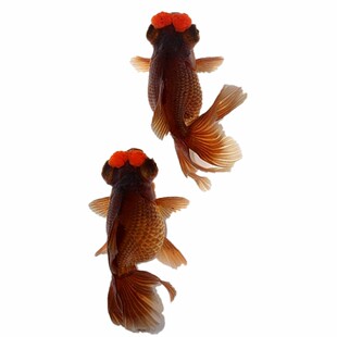 朱顶紫罗袍紫精品绒球金鱼活鱼观赏鱼苗龙睛绣球红球好养耐活冷水