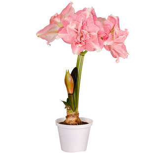 玫瑰花漾朱顶红进口单重瓣种球阳台南非25年新球花样全国四季种植