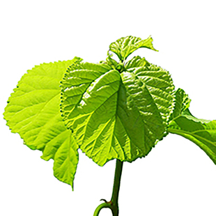 福建新鲜小蚕吃嫩蚕宝宝饲料桑树叶现摘叶大农家自种蚕桑桑叶