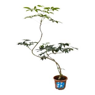 亿兆基地保萝日本大叶伞室内大小盆栽一物一拍净化空气美观