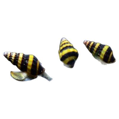 杀手螺大黄蜂螺观赏螺水族