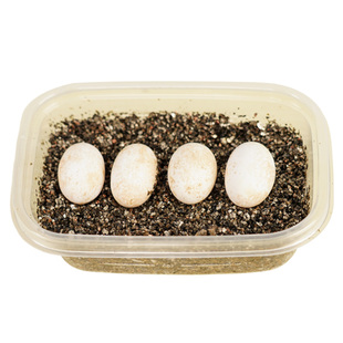 宠尚天外塘中华草龟小乌龟活体儿童小宠物长寿龟苗墨龟巴西龟活物