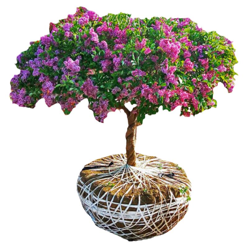 丁香花樹苗耐寒耐熱庭院四季盆栽地栽植物花卉苗工程綠化苗木盆栽