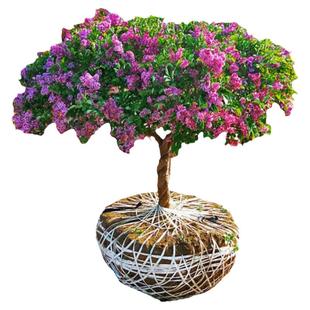 丁香花树苗耐寒耐热庭院四季盆栽地栽植物花卉苗工程绿化苗木盆栽