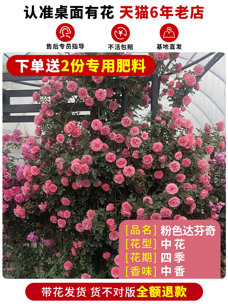 蔷薇花苗爬藤四季藤本月季种籽子开花植物阳台墙庭院无刺花卉盆栽