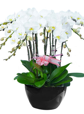 白色蝴蝶兰特级盆栽花苞室内