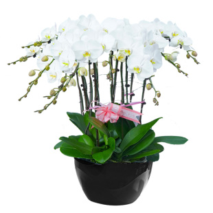 白色蝴蝶兰盆栽带花12株特级兰花真花中秋国庆花卉年宵花开花同城