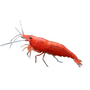 包邮成年观赏虾套餐宠物虾极火黄米蓝丝绒蓝钻蓝琉璃香吉士巧克力