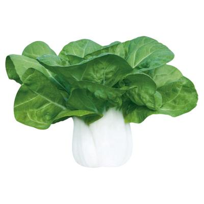 白梗青菜矮脚奶白菜种孑蔬菜种籽