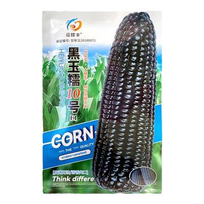 黑糯玉米种子黑玉糯10号黑甜糯玉米种籽甜糯玉米种孑鲜食苞米东北