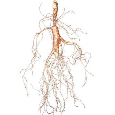 野山参苔藓长白山参龄长野生薄利