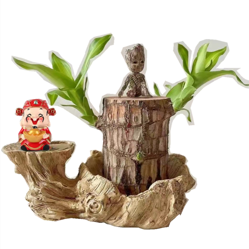 巴西木开花时可以遇到你此生最爱