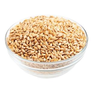 新大麦种子带壳大麦粒猫草种子麦芽糖发芽率高耐寒抗倒伏大麦籽