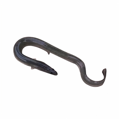 鳗鱼苗淡水养殖白鳝鱼苗