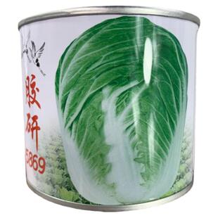 胶研5869大白菜种子山东胶州冬储大白菜种籽四季大白菜籽种孑冬季