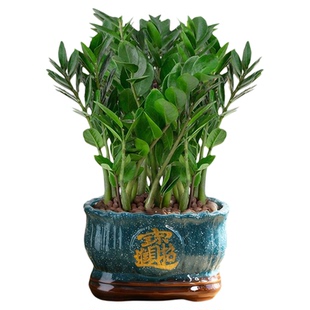 金钱树盆栽发财树室内办公室桌面绿植高级感客厅招财摆件家用旺宅