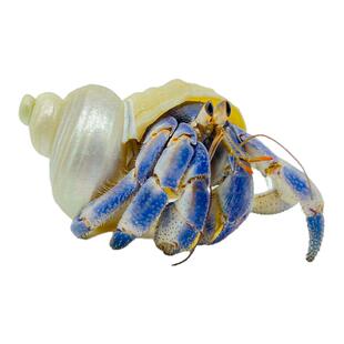 陆生寄居蟹宠物活物淡水草莓短腕紫陆灰白深紫观赏蟹活体懒人宠物