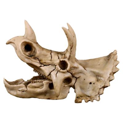 恐龙头化石动物骨骼模型