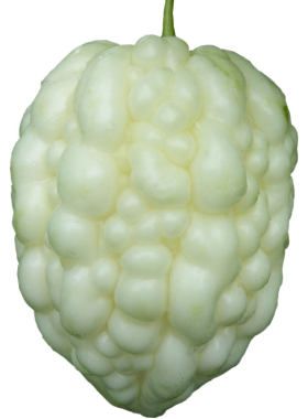 蔬菜台湾秧苗特大水果苦瓜种子