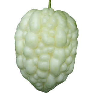 台湾苹果苦瓜种子种籽苗秧苗白玉四季盆栽蔬菜特大白平果水果秧孑