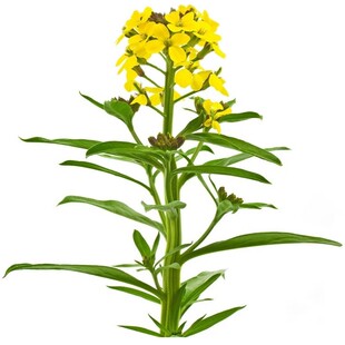 委陵菜草花种子花籽野花黄色四季庭院易种阳台盆栽室外多年生匍匐