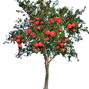 石榴树树苗突尼斯软无籽特大甜果苗盆栽老桩嫁接四季庭院南方种植