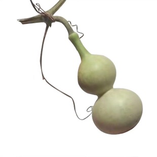 八宝手捻葫芦种子孑墨绿翠绿文玩小盆栽阳台翠玉小葫芦葫芦籽大全