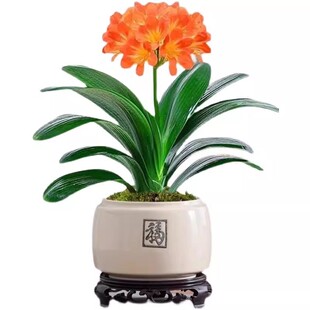 君子兰盆栽带花苞精品名贵花卉植物君子兰国宝级室内庭院四季好养