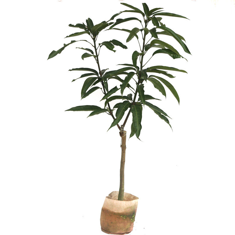 台农凯特七四红贵妃金煌芒果树苗