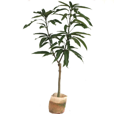 台农凯特七四红贵妃金煌芒果树苗