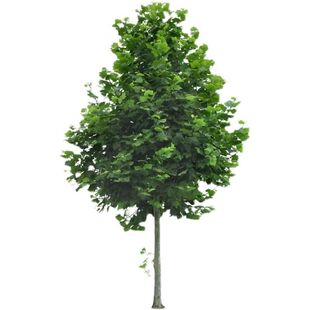 青桐树苗中国梧桐桐麻树庭院别墅绿化苗木观赏植物梧桐树四季常青