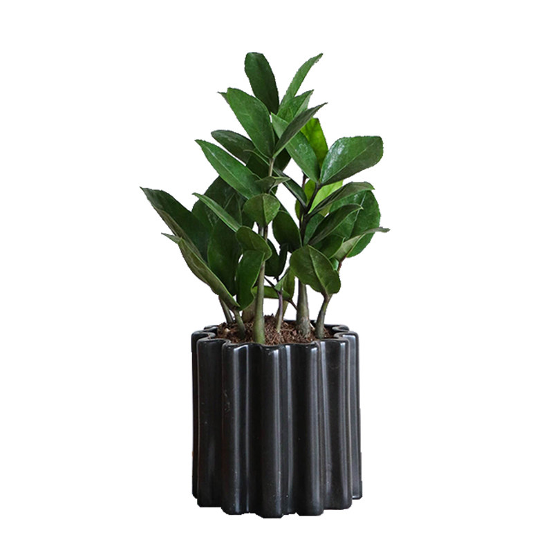 超好养的金钱树植物盆栽室内植物