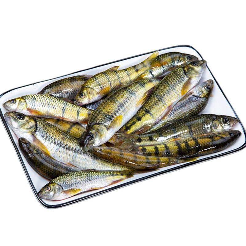 黄山淡水溪石斑鱼现杀新鲜食用鱼生鲜水产小溪杂鱼冷水鱼安徽特产