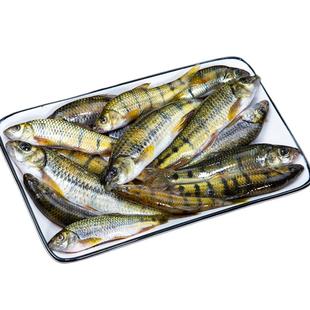 黄山淡水溪石斑鱼现杀新鲜食用鱼生鲜水产小溪杂鱼冷水鱼安徽特产