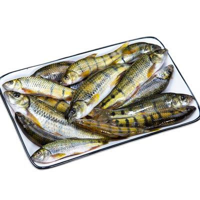 昱品源高山淡水溪石斑400g已净膛