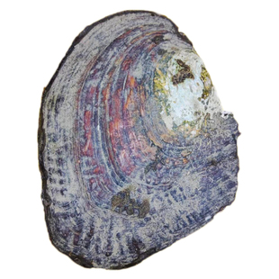 真的淡水巨无霸多珠蚌河蚌鲜活蚌壳自己开蚌盲盒取珍珠蚌亲子互动