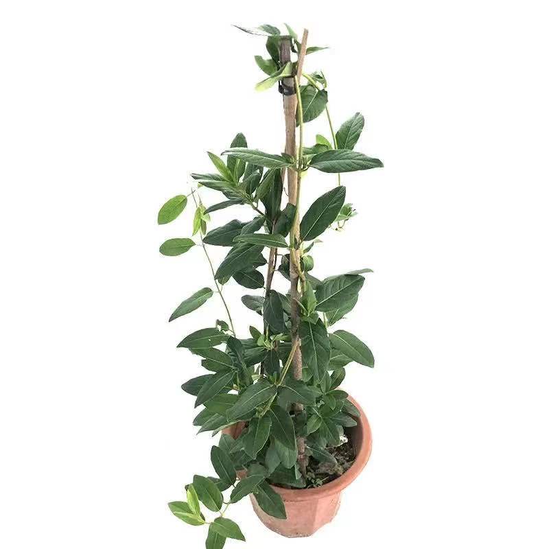 【买一送一】金银花盆栽可食用药用爬藤植物四季常青盆栽庭院阳台