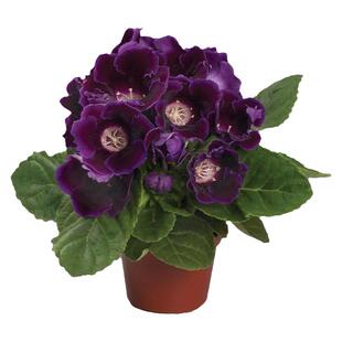 进口大岩桐种子 四季 春季播花草 易种室内阳台盆栽 花卉种子花籽