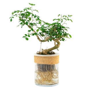 水培对节白蜡盆景树苗绿植物罗汉松老桩造型铁树悬崖雀梅室内桌面