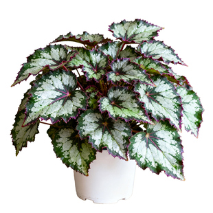 秋海棠盆栽室内外绿植网红花卉阳台客厅好养反蓝光花镜观叶植物