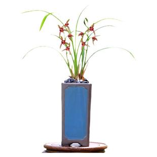 翁源兰花苗老种四季建兰仙山红市长红小国魂带花浓香好养室内花卉