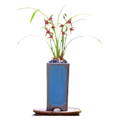 老种建兰仙山红花带花苞浓香盆栽
